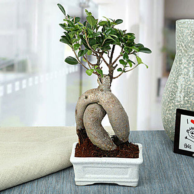 Bonsai Tree Bonsai Plants Online Delivery In India Ferns N Petals - splendid ficus ginseng bonsai plant bonsai plants