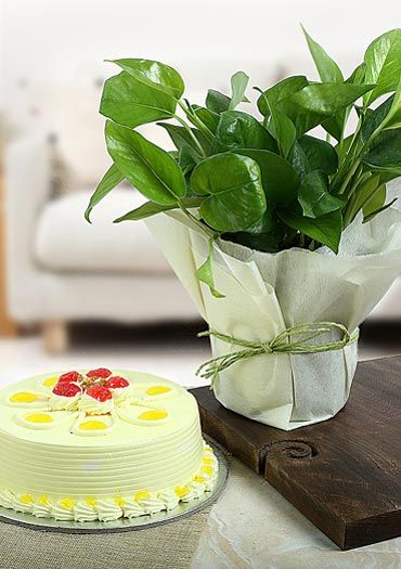 Online Cake Delivery | Best Cakes Online - Ferns N Petals