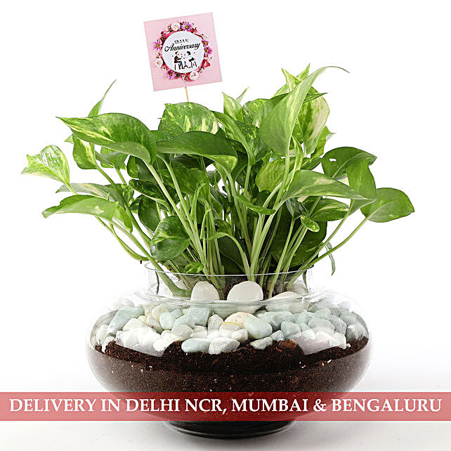 Buy Plants Online Delhi Plant Nursery Delhi Ferns N Petals