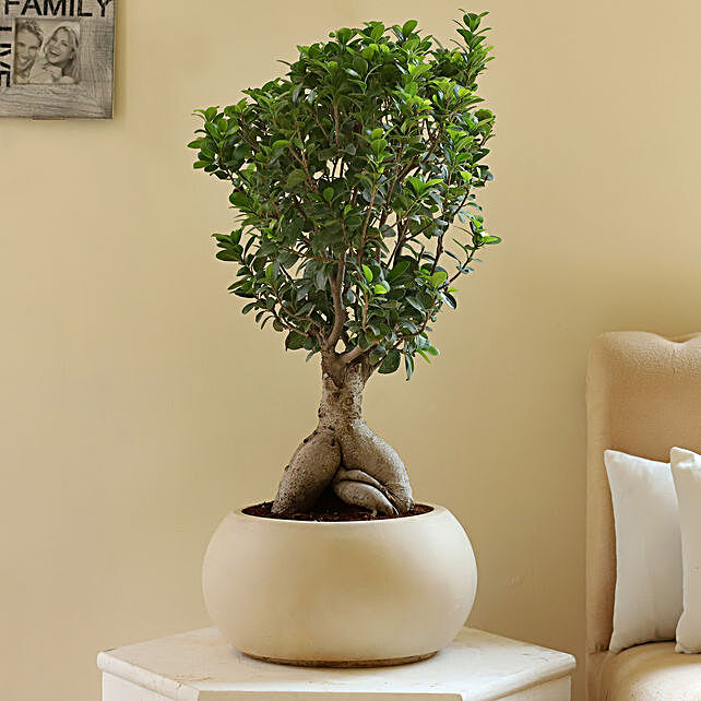  Bonsai  Plants Online Bonsai  Tree Delivery in India Free 