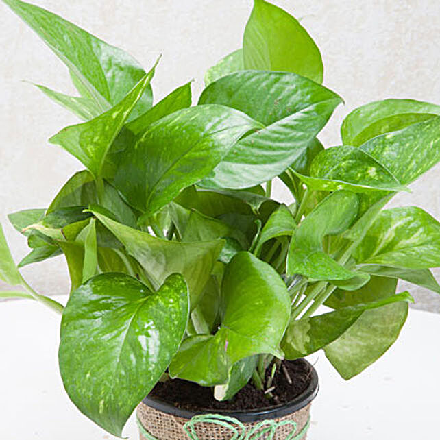 Gift Money Plant For Prosperity Gift Money Plant In A Vase Plants Gifts Ferns N Petals - 