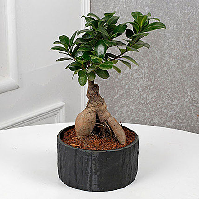 Lord Buddha  N Ficus Microcarpa Bonsai  Plant Gift Bonsai  